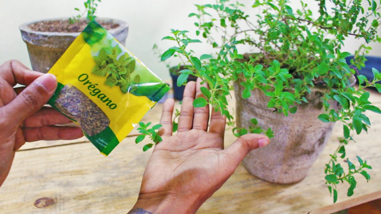 Use folhas naturais para fazer chá de orégano @varandaorganica
