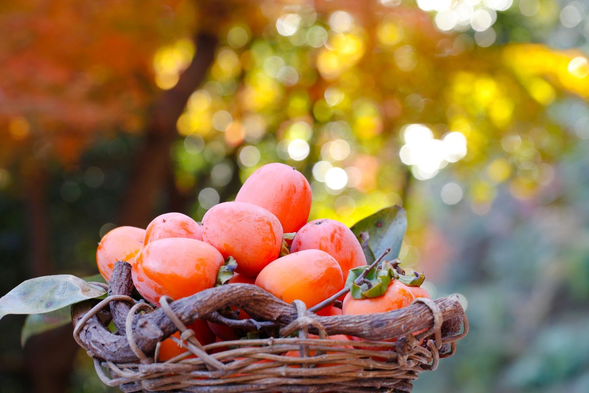 Frutas do outono: melhores receitas para aproveitar a próxima estação