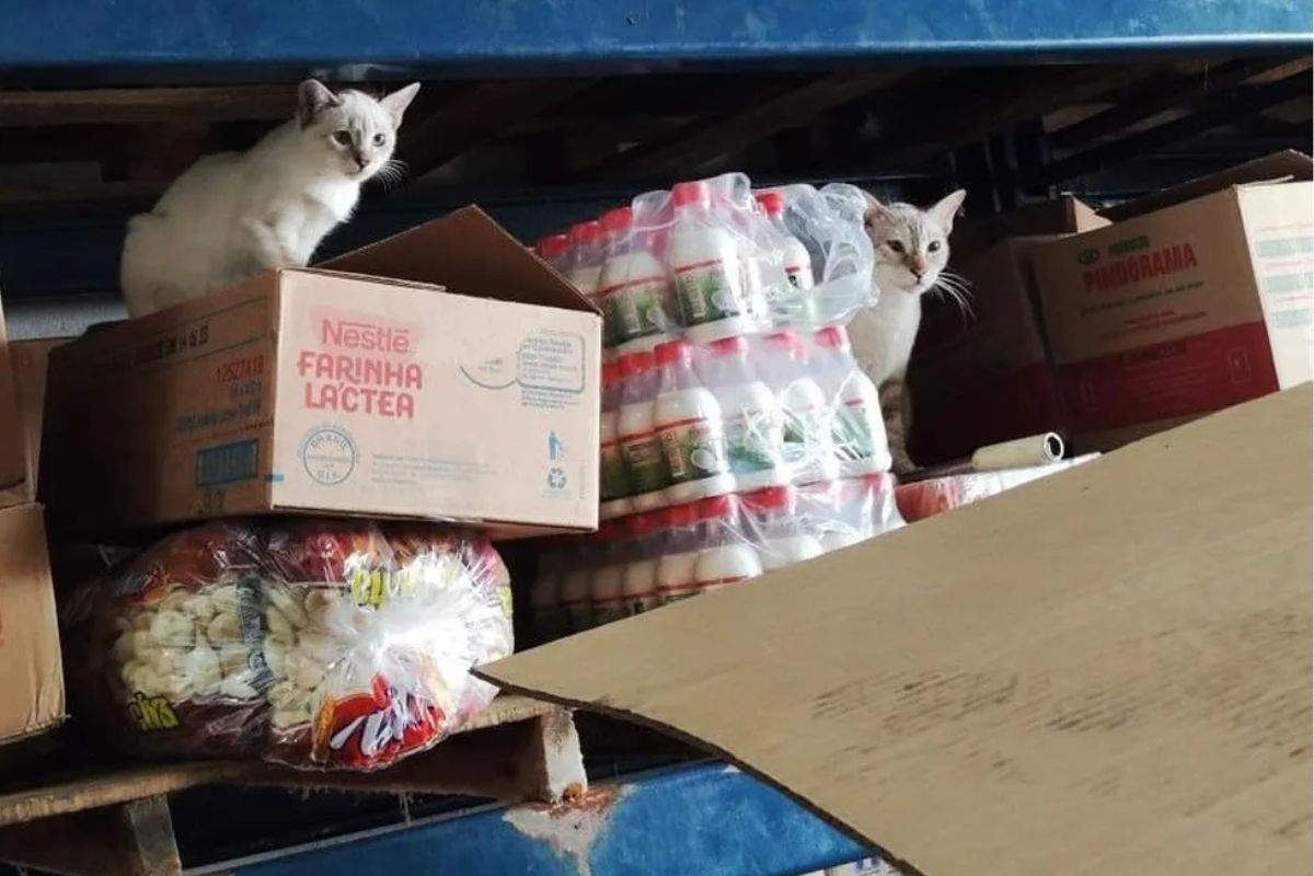 Fezes de gato flagrada em marcas vendidas por rede atacadista famosa: chocante!