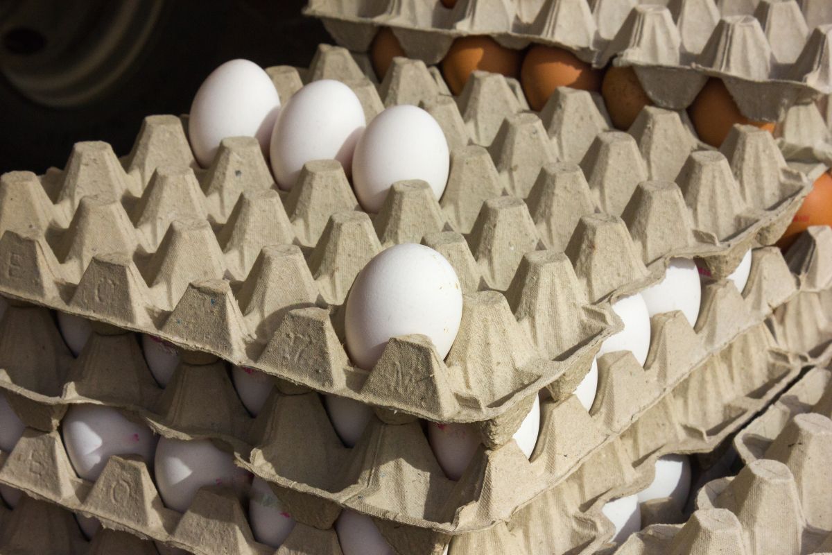 Como escolher os ovos novos no mercado e acertar!