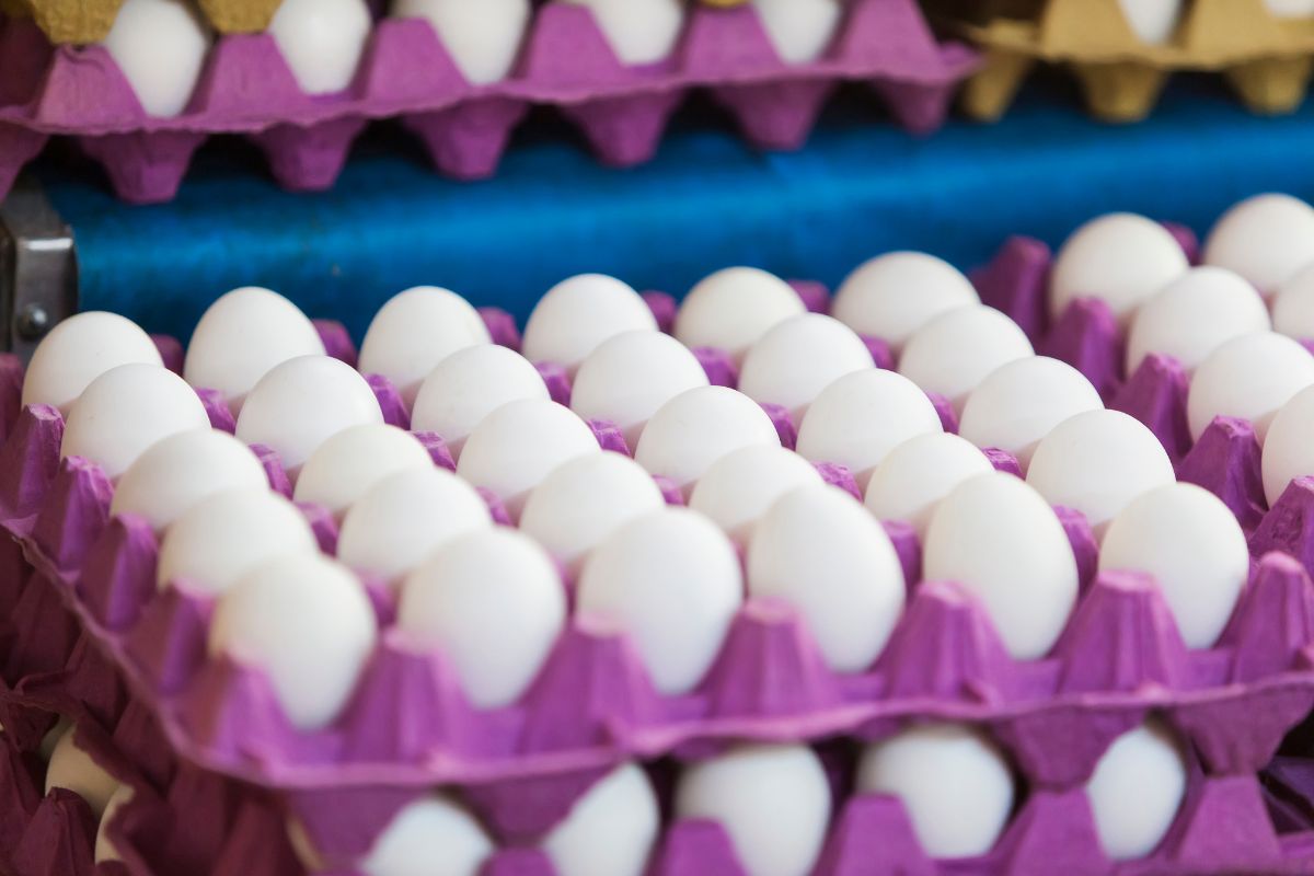 Como escolher os ovos novos no mercado? 🥚