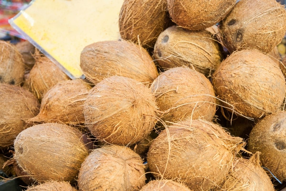 Como escolher coco seco e não pegar azedos