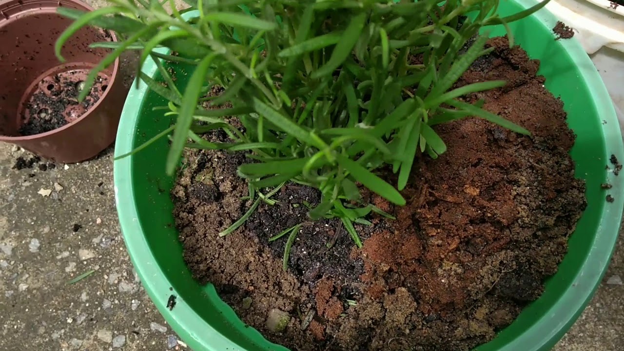 3 plantas fáceis de plantar que afastam insetos