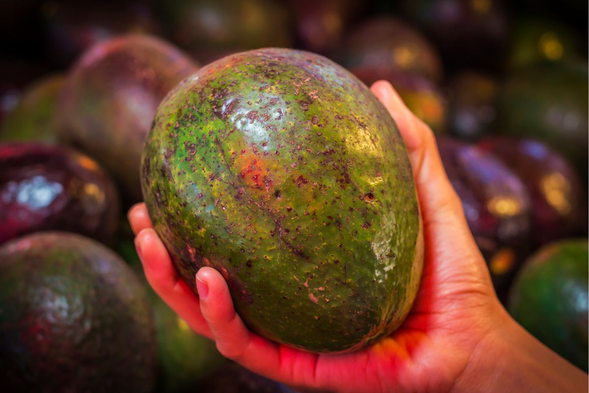 4 dicas para escolher abacates maduros