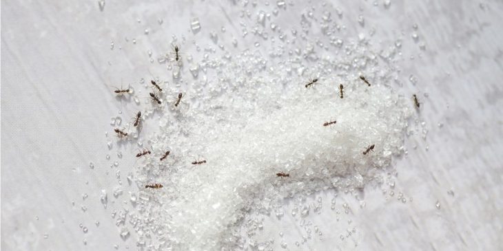 afastar formigas de açúcar do armário