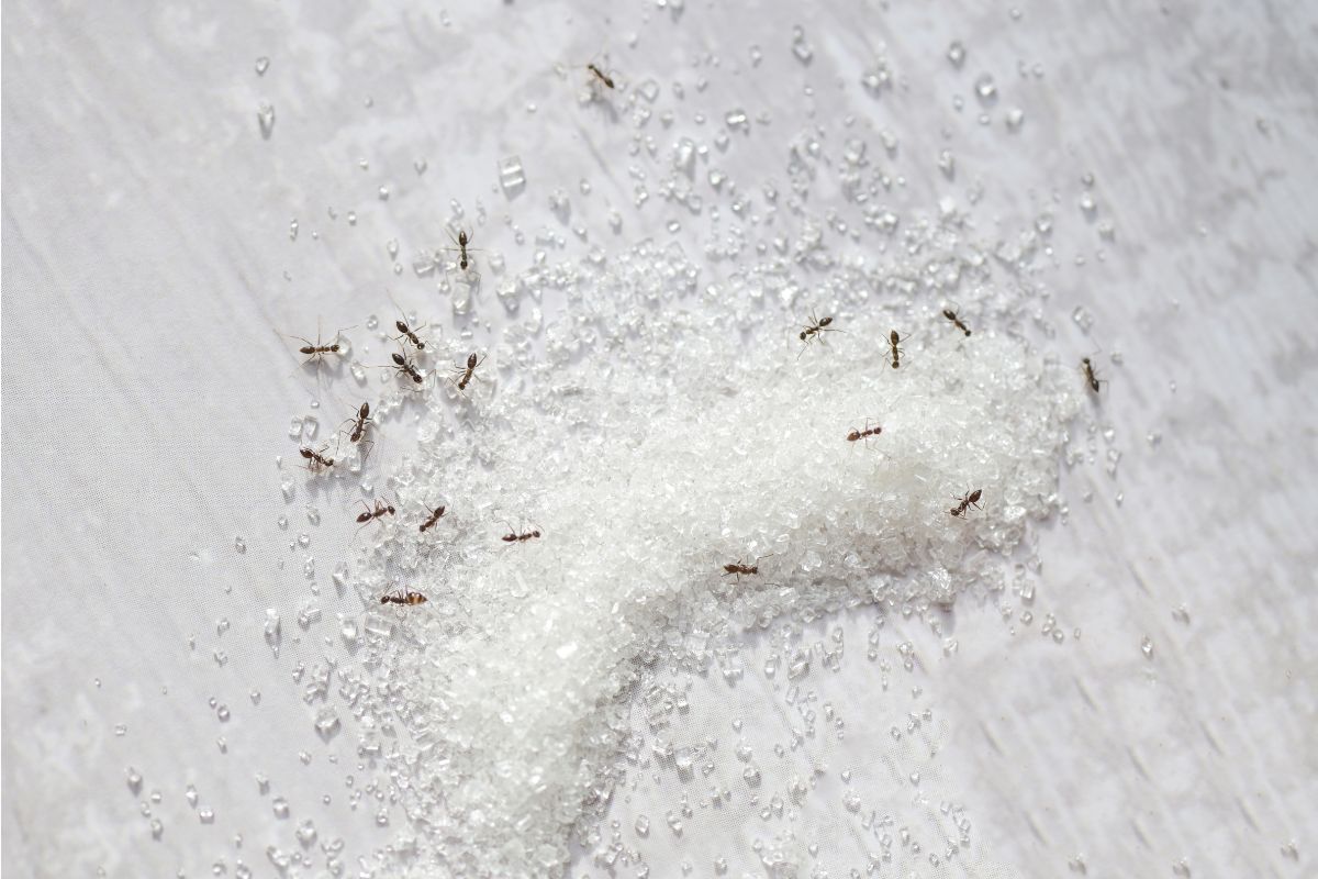 4 truques para afastar formigas de açúcar do armário