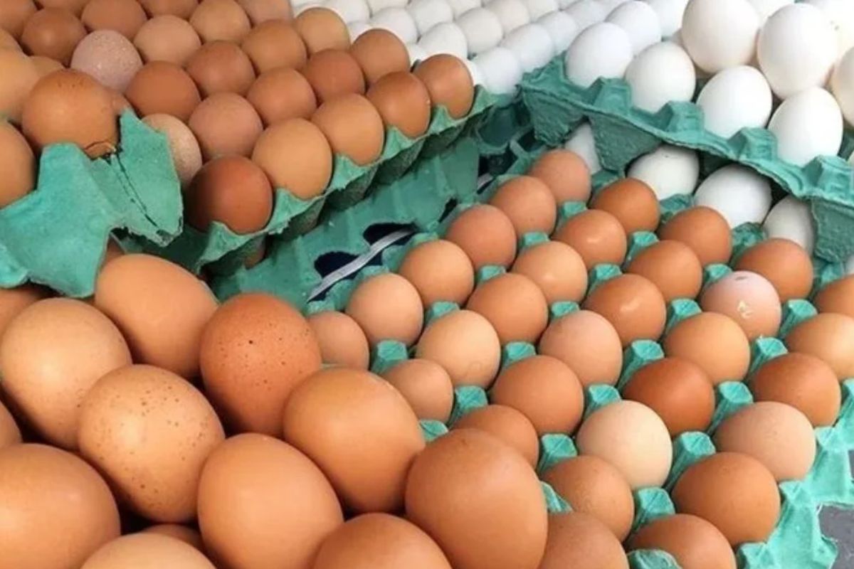 4 truques para saber se o ovo tá velho no mercado
